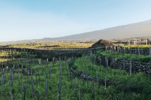 La Sicilia del Vino – alla scoperta dei vini dell’Etna